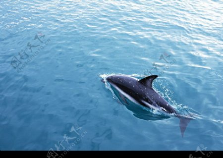 游弋的海豚图片