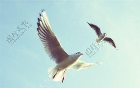 海鸥翱翔图片