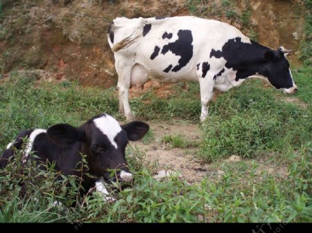 南山牧场奶牛图片