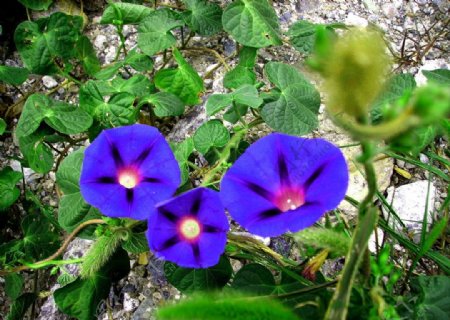 紫色喇叭花图片