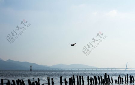 海上飞翔的水鸟图片