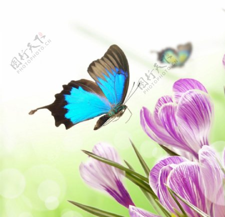 蓝色蝴蝶与花图片