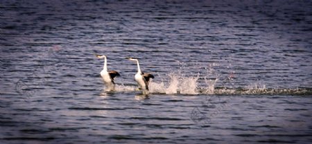 水中起舞的天鹅图片