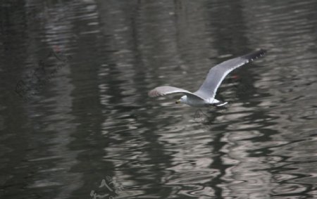 黑尾鸥展翅图片