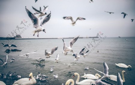 海边的海鸥图片