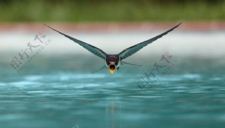 飞燕喝水图片