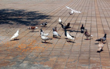 地上一群鸽子在觅食图片
