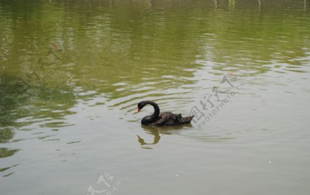 湖中黑天鹅图片