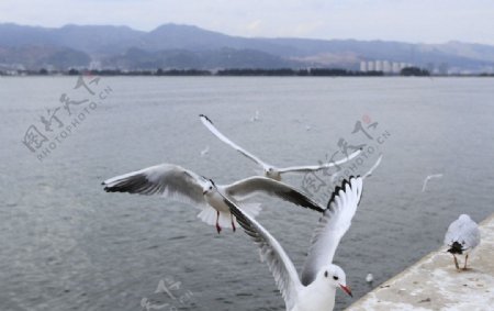 海鸥图片