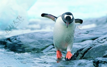 奔跑的企鹅图片