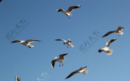 滇池红嘴鸥图片
