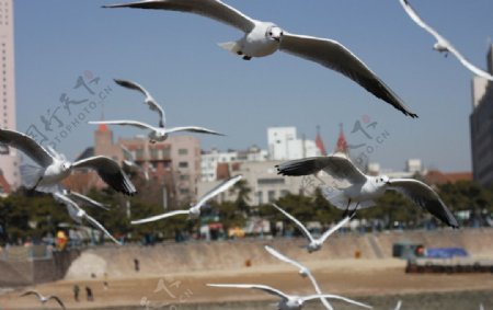 海鸥图片