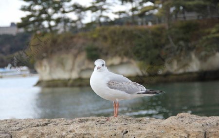 海鸥图片