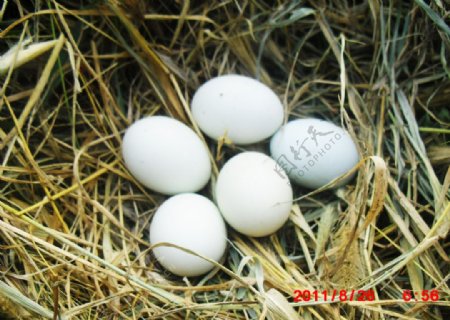 草地鸡蛋图片