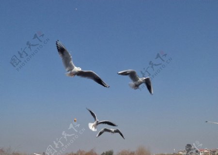 滇池海鸥图片