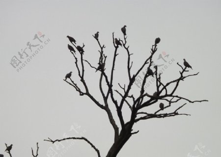 树杈鸟群图片