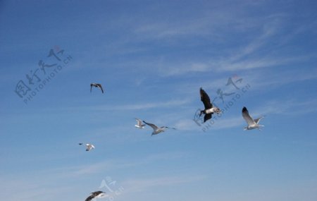 蓝天海鸥图片