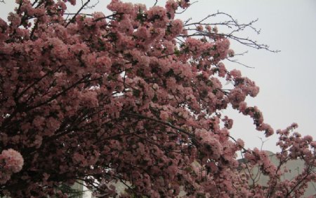 粉色海棠图片