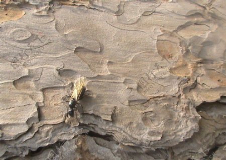 松树上的大蚂蚁图片