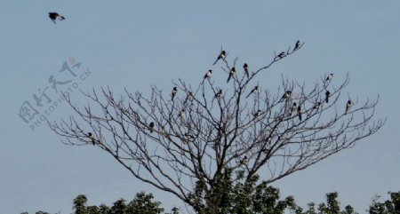 秋树上的群鸟图片