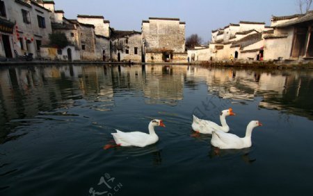 天鹅图片