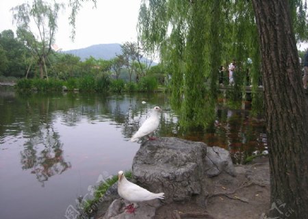 湖边的鸽子图片