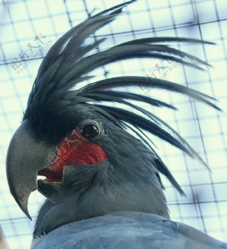 棕树凤头鹦鹉图片