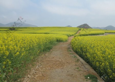 油菜花图片