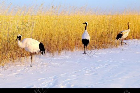 雪野丹顶鹤摄影图JPG图片