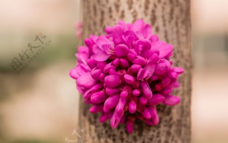 紫藤花簇图片
