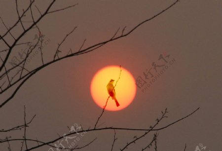 小鸟与太阳图片