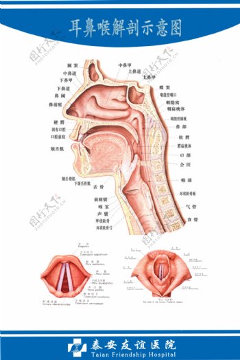 耳鼻喉解剖图图片