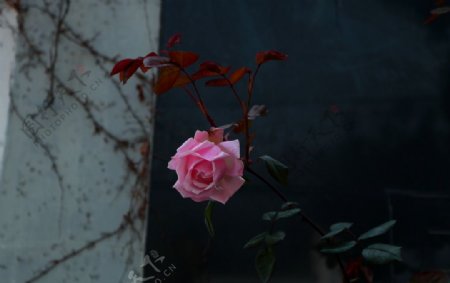 玫瑰蔷薇图片