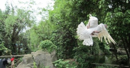 雨湖公园的鸽子图片