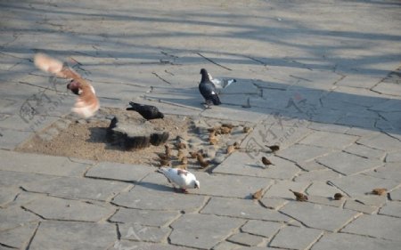鸽子麻雀共餐图片