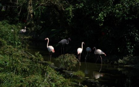 台北动物园红鹤图片