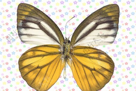 黄色白色圆边缘蝴蝶图片