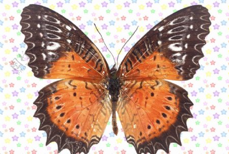 褐色黑边纹蝴蝶图片