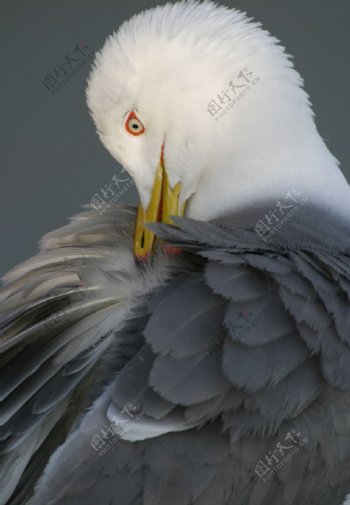 黑尾海鸥图片