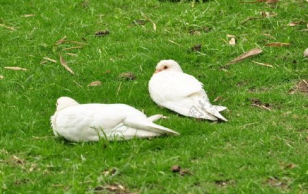 草地上的两只白鸽图片