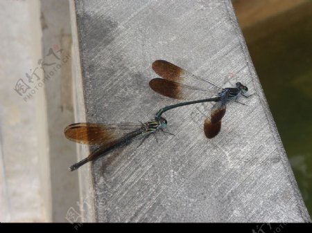 两只蜻蜓图片