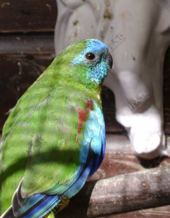 绿宝石鹦鹉图片