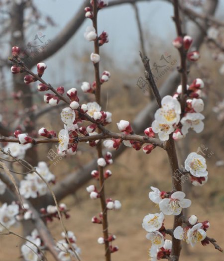 杏花图片