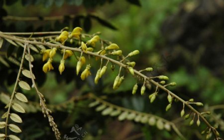 野花野草图片