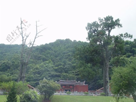 灵光寺前的生死树图片