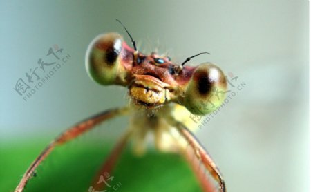 蜻蜓图片