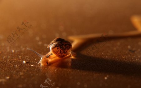 微距蜗牛摄影图片