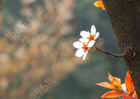 春天花朵红叶李摄影图片