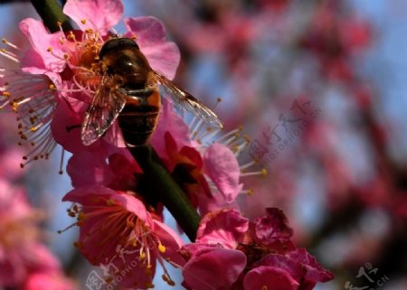 菜花的蜜蜂图片