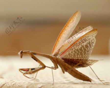 螳螂展翅图片